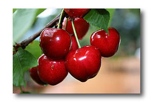 Cerises2