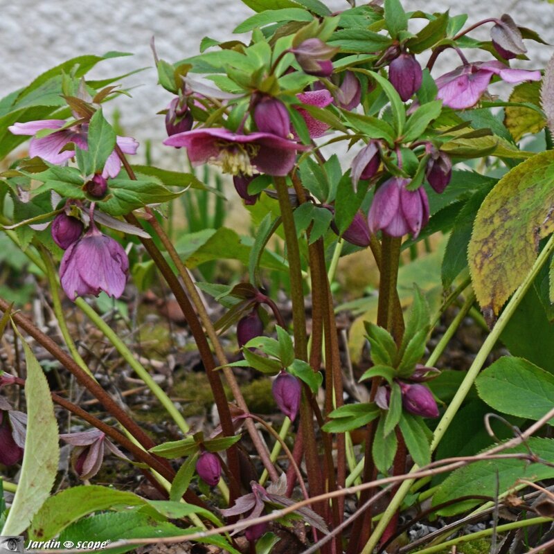 Helleborus orientalis rosea single