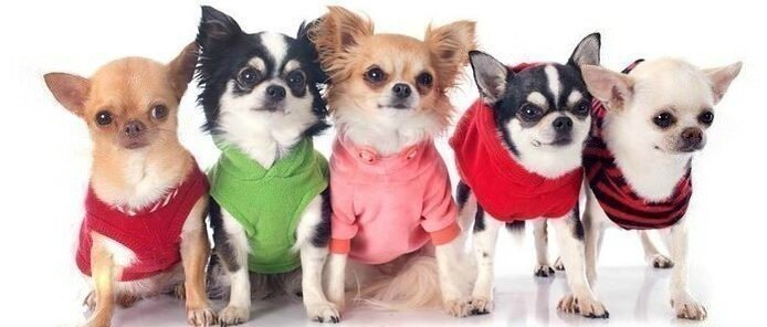 chihuahuas