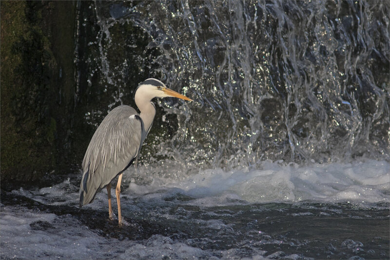 ville oiseau héron pêche 100419 ym 1