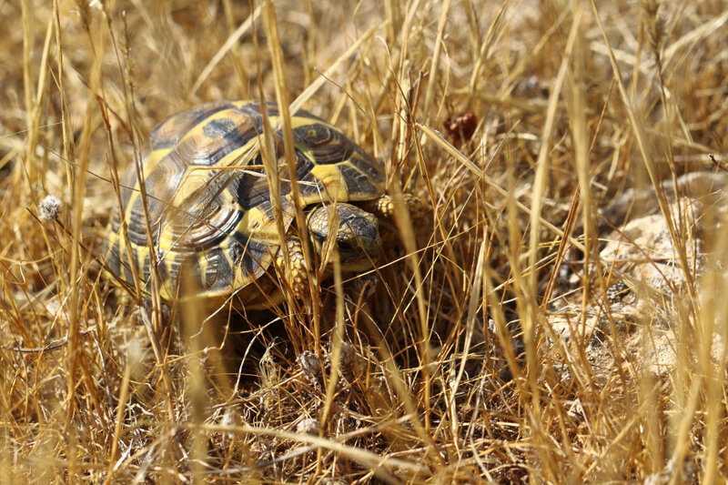 Testudo hermanni (juvénile)