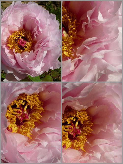 PIVOINE_2