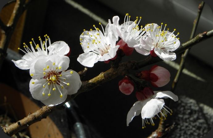 abricotier en fleurs