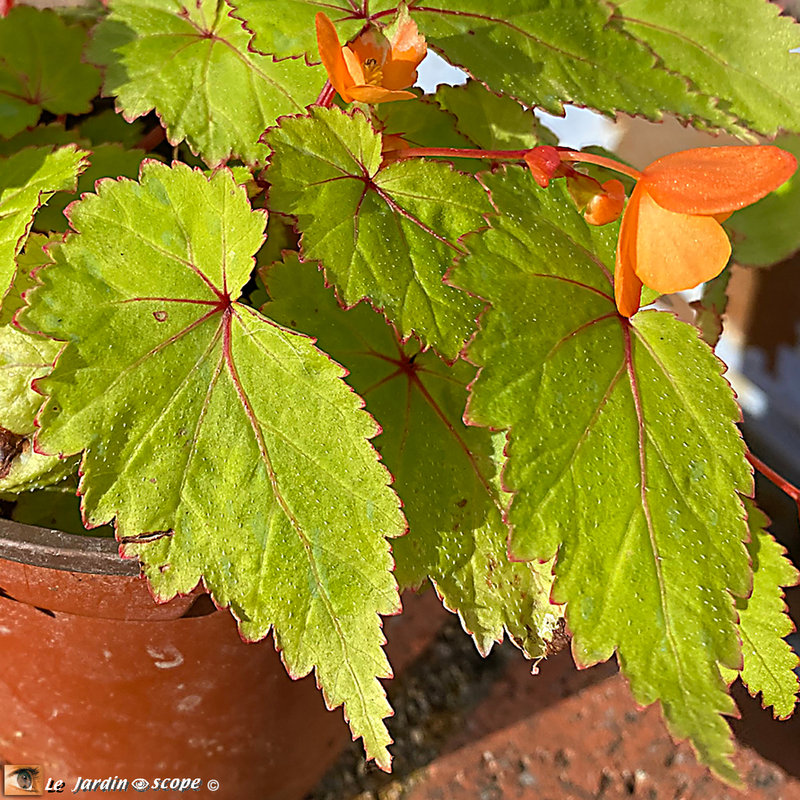 Begonia Sutherlandii