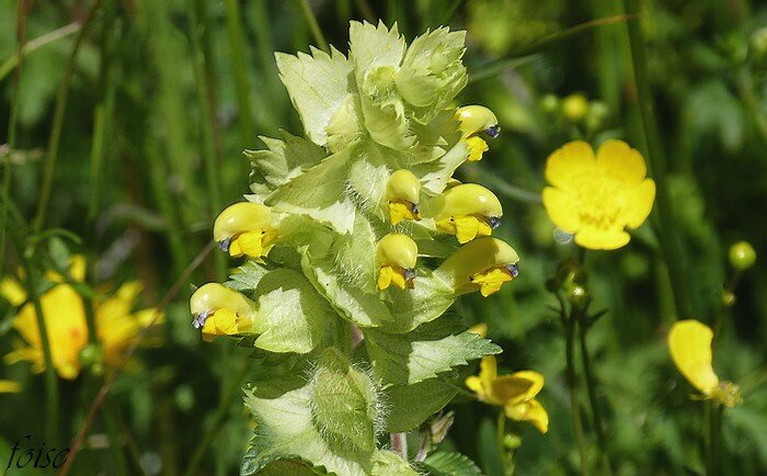 plante semi-parasite des prairies