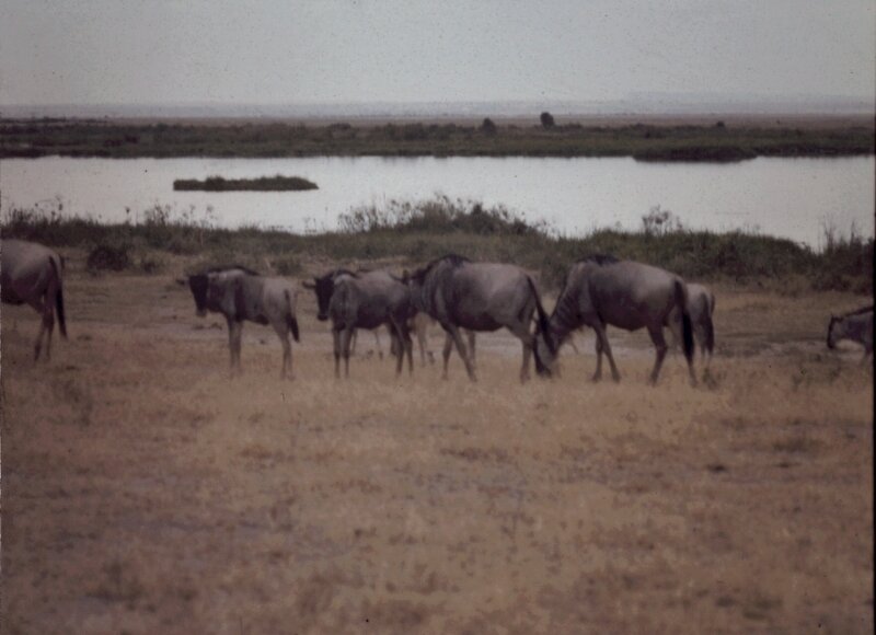 amboseli gnous i
