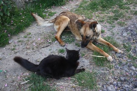 2009_05_24_Kapy_le_chien_et_le_chat