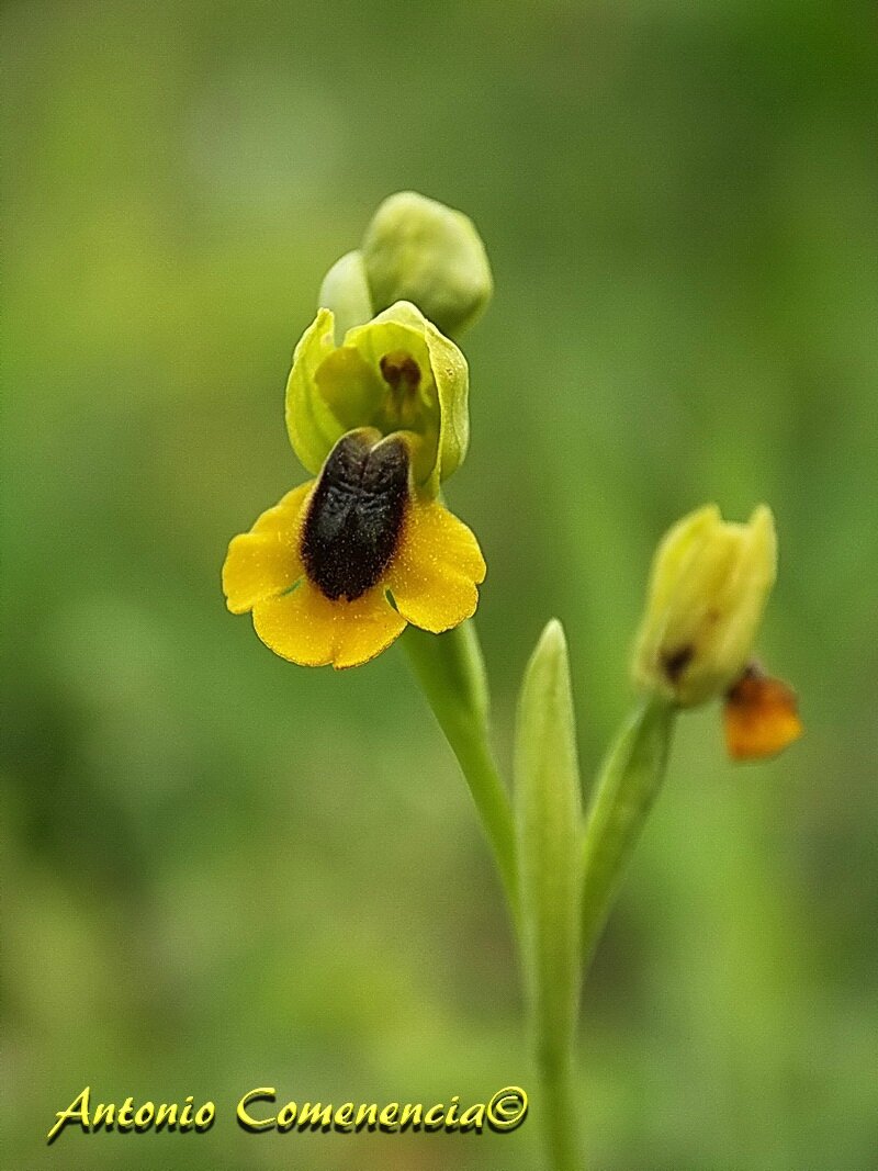 Ophrys Lutea