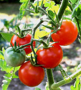 tomates_en_grappes
