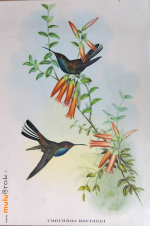 CADRE-OISEAU-Colibri-3-muluBrok-Vintage