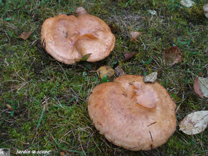 Paxillus