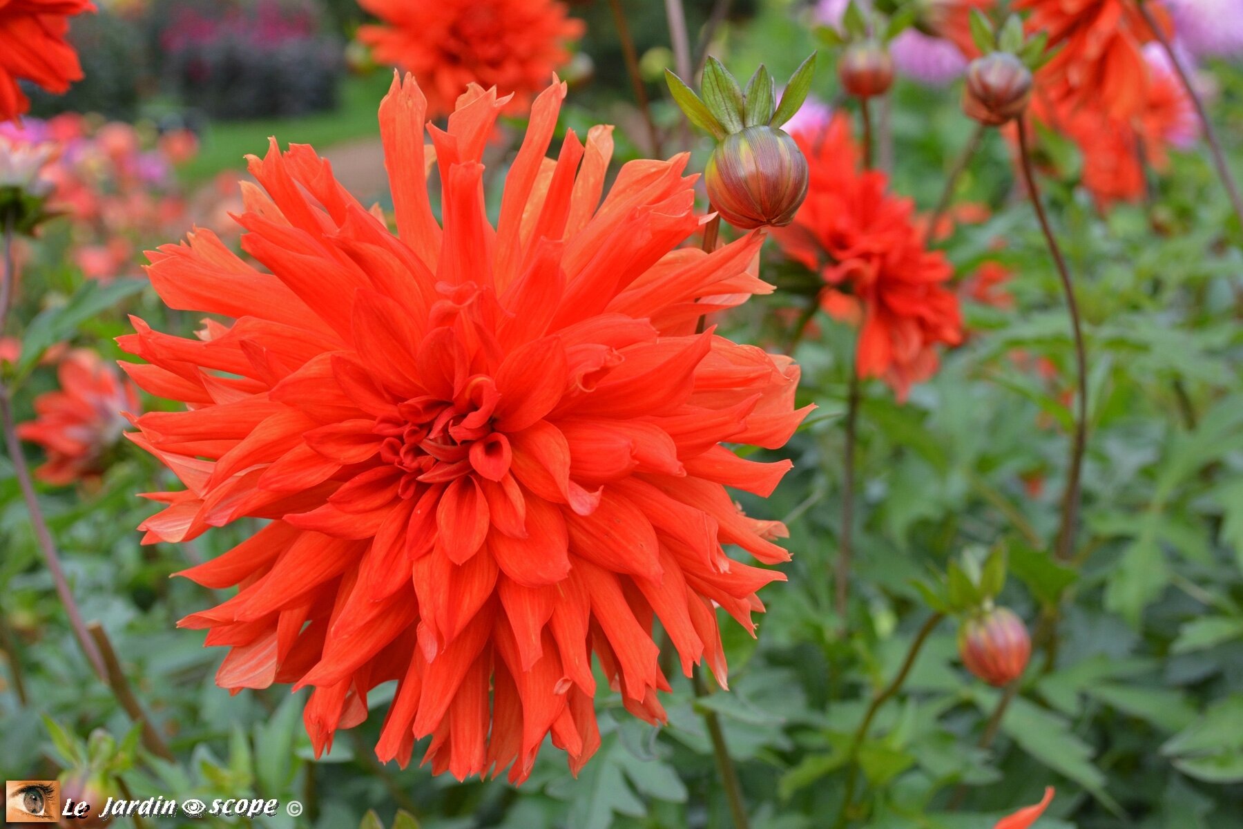 Dahlia--Vulcania-(LR)