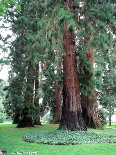 Séquoias géants • Sequoiadendron giganteum