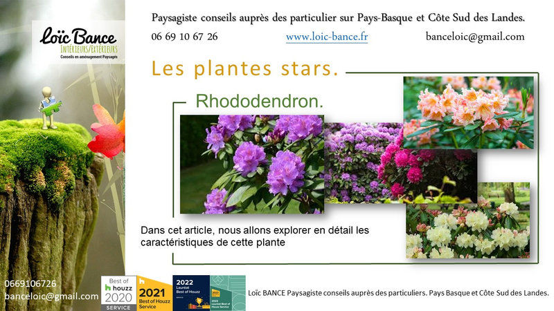Paysagiste-Pays-Basque-Paysagiste-Landes-Rhododendron