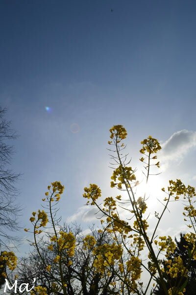 140401_jardin2