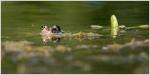12 Galuchet grenouille yeux eau 6 250716