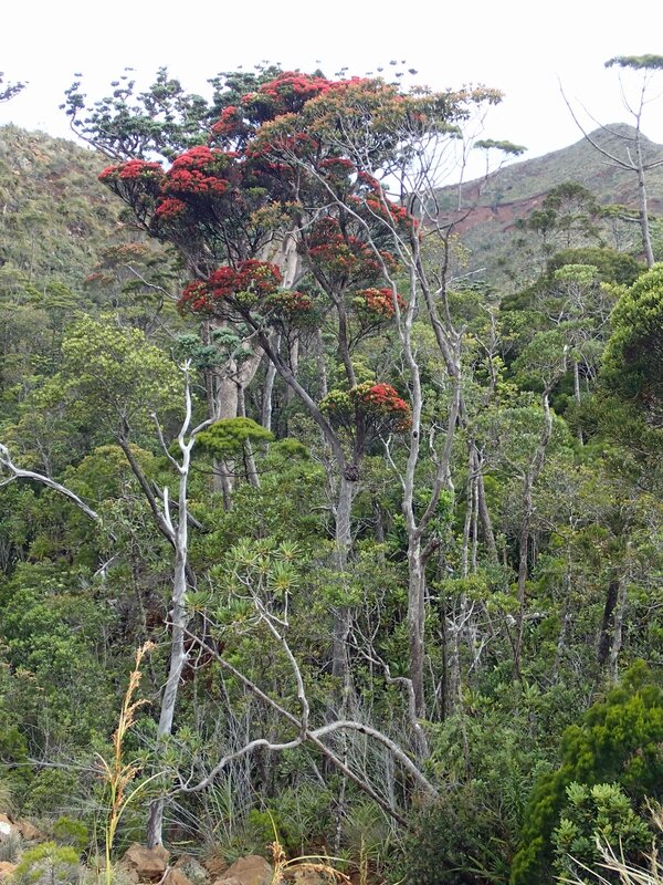 photo 48- grand arbre au houppier rouge