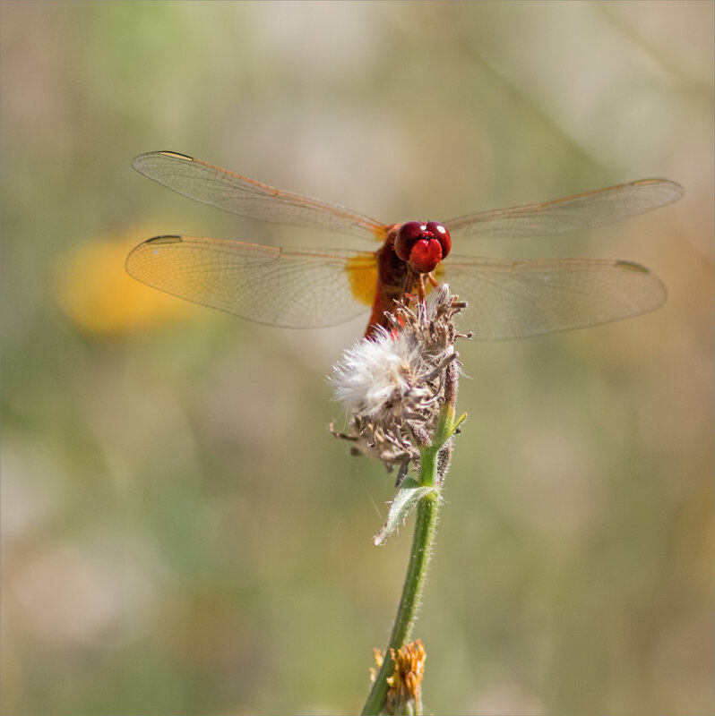 QM libell crocothemis écarlate 280818 ym 8 face