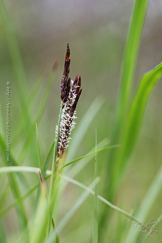 Carex sp