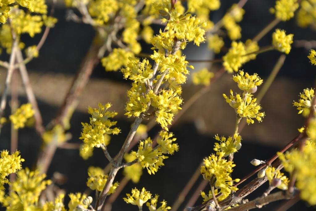 Cornus mas aurea elegantissima