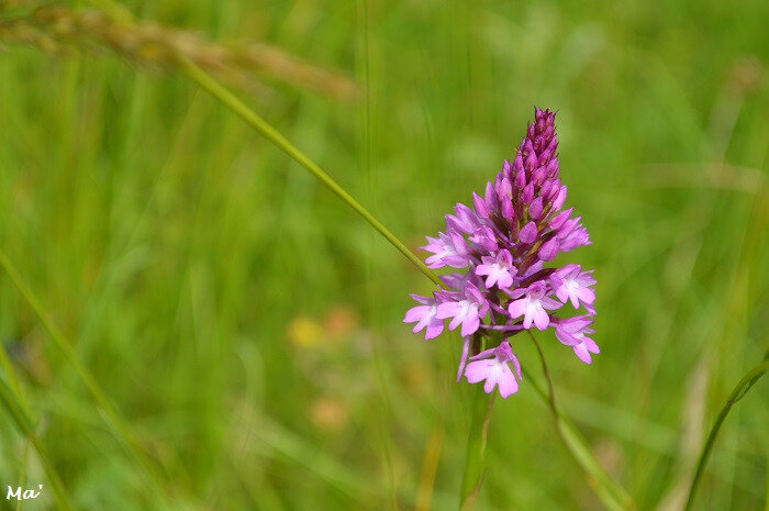 180603_combovin_5_orchis_pyramidal