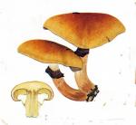 Pholiota nameko IH1 pl 51 358