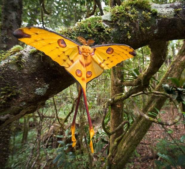 papillons-comète-Madagascar-Argema-mitteri-ver-soie-cocon-vie-espérance-espèce-taille-insectes-animal-animaux-compagnie-animogen-1