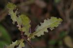 Ligustrum-feuilles-Otiorhynchus-Paysagiste-pays-basque