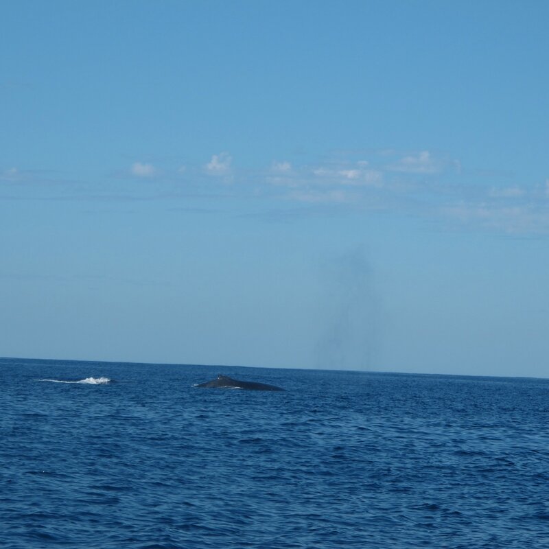 Ambolimailaka juillet 2014 - les baleines 062