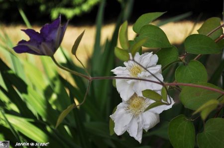 Clematites-2