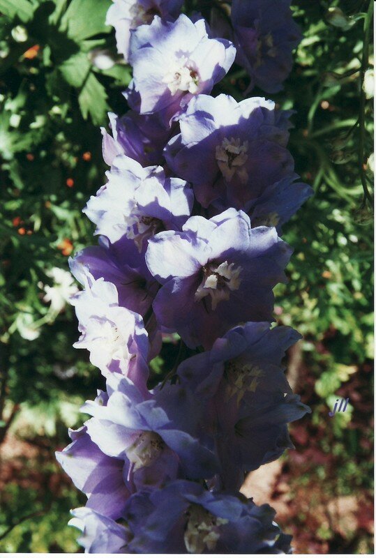 DELPHINIUM