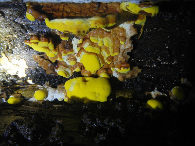 Collemboles à la surface d'un champignon xylophage