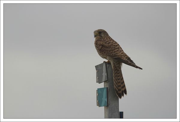 MS crecerelle poteau oiseaux ciel gris 311212 5