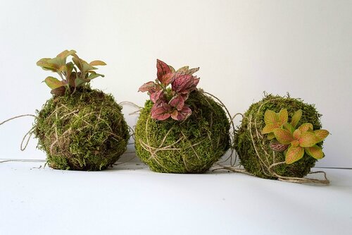 kokedama (Source Flickr)