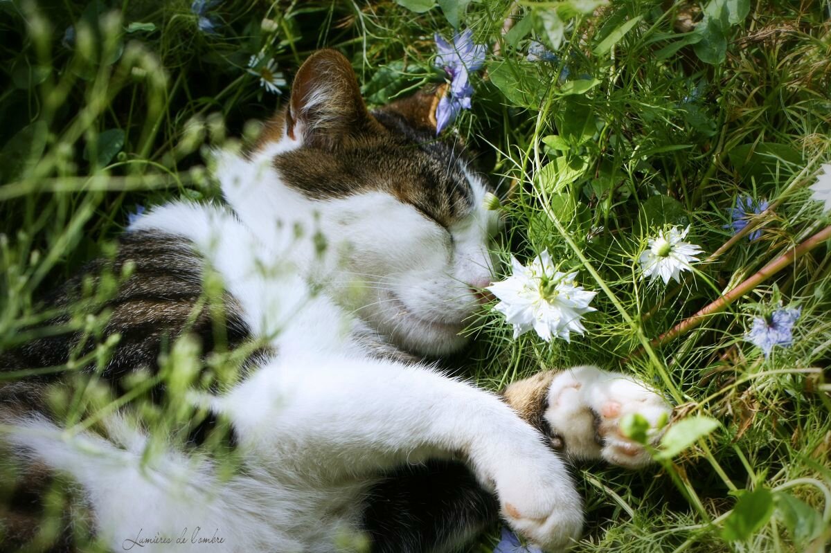 22_w_Virus sieste fleurs_10 06 06_3627