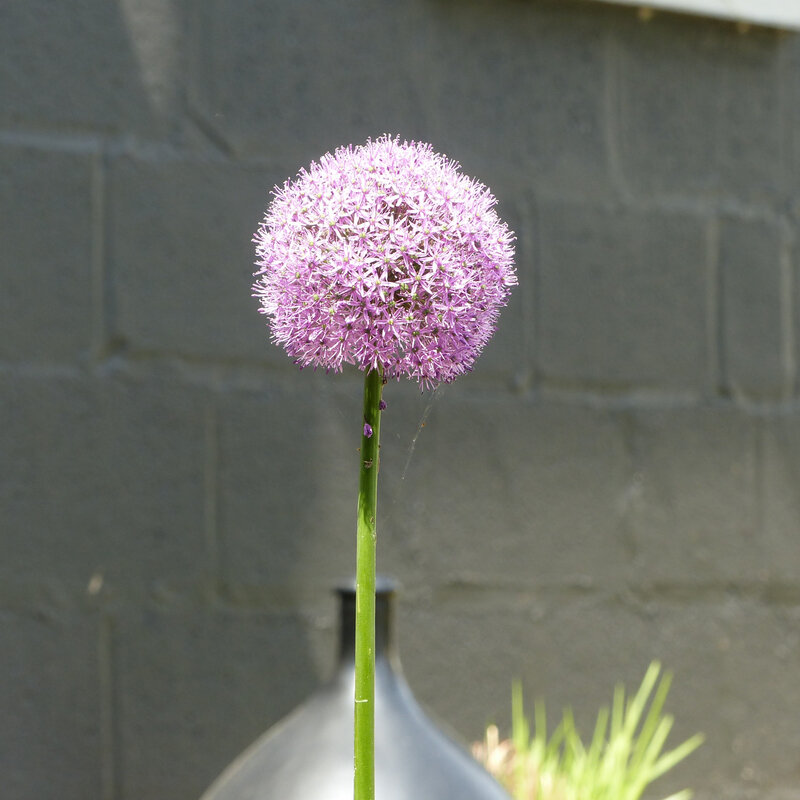 aa mon jardin le 12 mai 20181-001