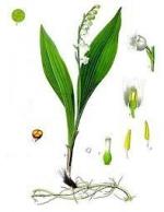 Le Muguet