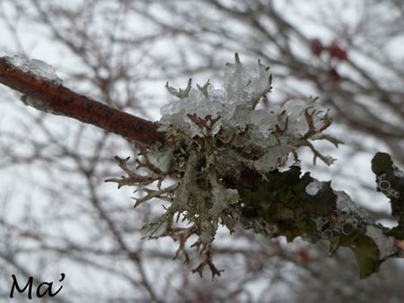 130120_lichen