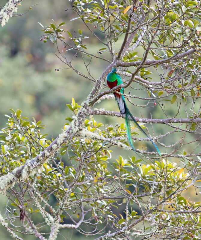 J3 CR quetzales 061218 ym 19