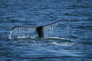 Baleine