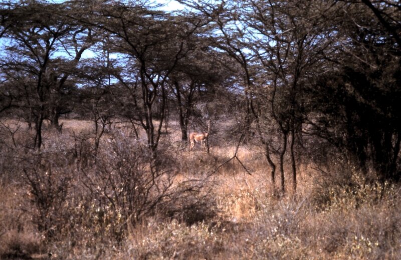 amboseli gazelle ee