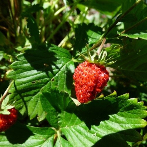 52 semaines en photo - fruits sauvages