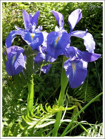 Iris_latifolia