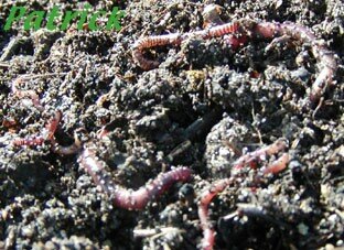 les vers de terre dans le compost du jardin