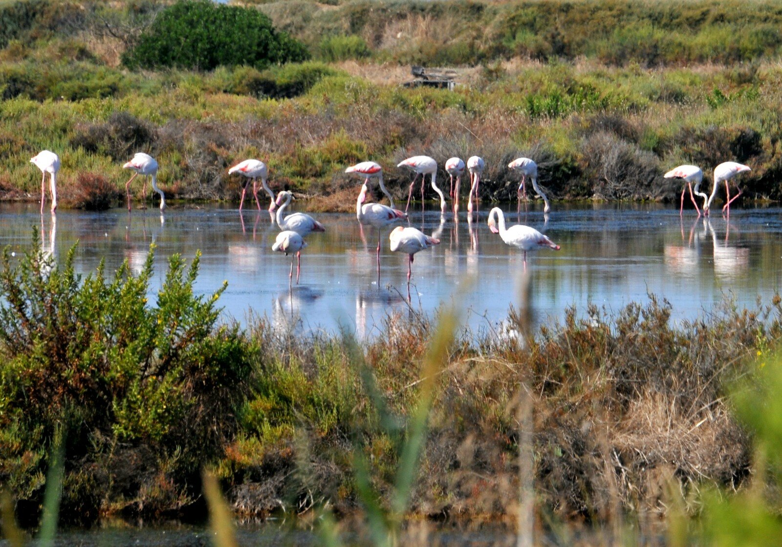 DSC_3547-1