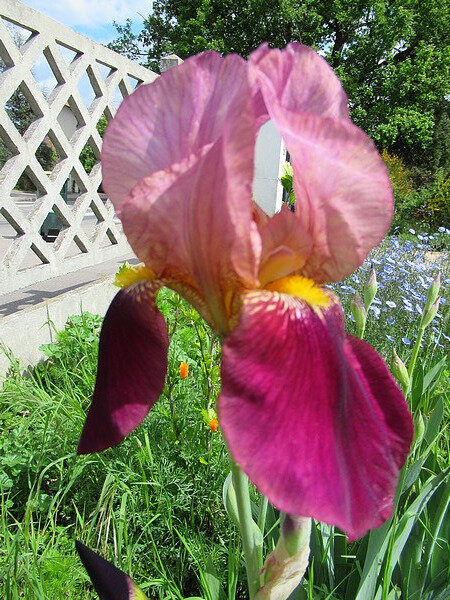 201905 jardin en mai iris