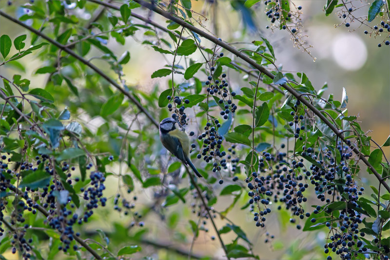 Oiseau mésange bleue mange graines 4 021122