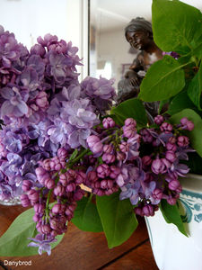 lilas1