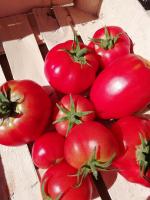 tomates