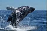 baleine